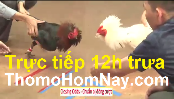 Trực tiếp đá gà
